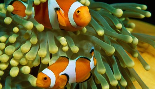 scuba diving puerto galera jalyns resort