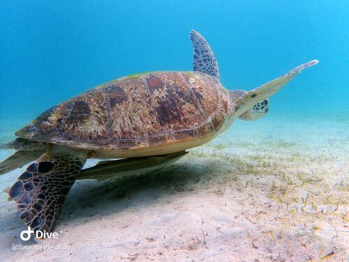 Hawksbill turtle in Puerto Galera