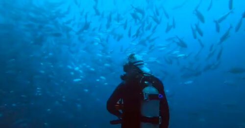 Scuba Diving with a huge school of Jacks at Canyons dive site