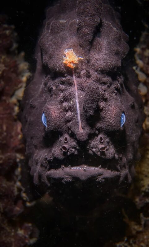 Puerto Galera Scuba Diving